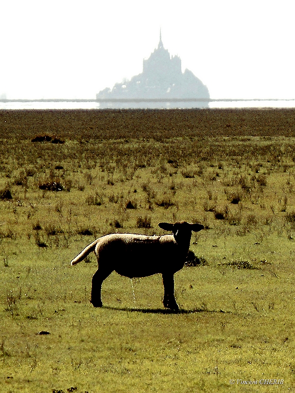 2025-11/1763138016_2