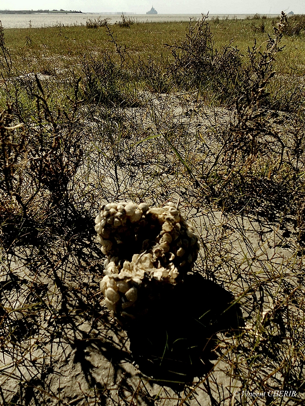 2025-11/1763138027_5